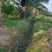 کاه یونجه