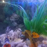 ماهی کوی|ماهی|مشهد, زمرد|دیوار