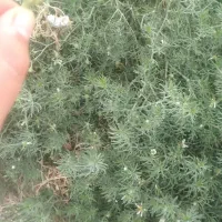 جو محلی