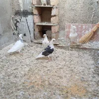 کبوتر|پرنده|کرج, ساسانی (قلمستان)|دیوار