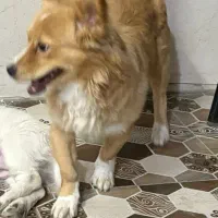 پامر|سگ|اهواز, کوی علوی|دیوار