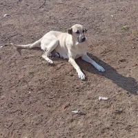 ماده سگ عراقی 3ساله|سگ|قره ضیاالدین, |دیوار