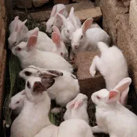خرگوش فروشی
