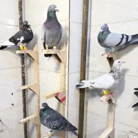 کفتر بیرونی|پرنده|شیراز, بازار|دیوار