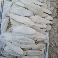 فروش کف دریا