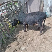 حیوانات مزرعه