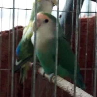 کوتوله برزیلی سالم و نیمه دستی