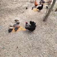 خروس نژاد دار