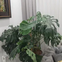 گل.درخت.درختچه .برگ انجیری مانسترا