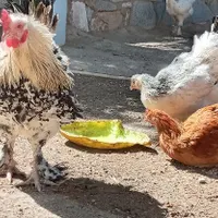 مرغ و خروس محلی ، کوشین برهما ،کاکل دار