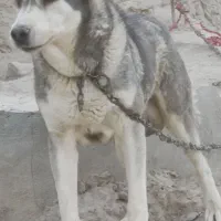 سگه|سگ|زابل, |دیوار