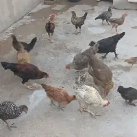 مرغ خروس واروک