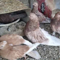 کبوتر سبز و سرود نوک ریز