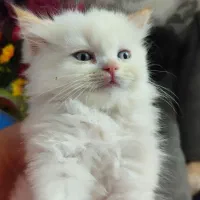 پرشین کت|گربه|گرگان, |دیوار