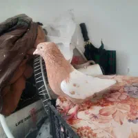 کفتر بهبهانی