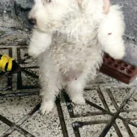 سگ شیتزو|سگ|رباط‌کریم, الارد|دیوار