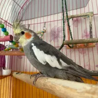 عروس هلندی سخنگو|پرنده|تبریز, |دیوار