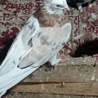 کبوتر مست پرشی