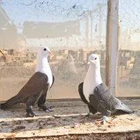 کبوتر کله سفید.کربلایی