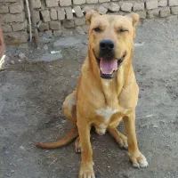 سرابی|سگ|ملایر, |دیوار