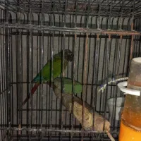 عروس هندی از ۴ ماه تا ۹ ماه