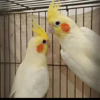 جفت عروس مولد