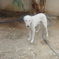 سگ سفیدگمشده