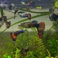 ماهی گوپی  ویژه تکثیر و مولد|ماهی|اهواز, فاز ۲ پادادشهر|دیوار