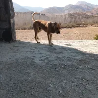 سگ دو ساله سراب