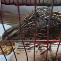 بلدرچین نر خوش صدا