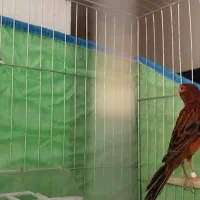 فروش قناری نر مست