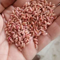 فروش گندم