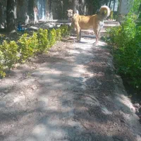 واگذاری سگ ماده|سگ|سراب, |دیوار