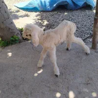 بره شیری