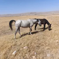 اسب|اسب و تجهیزات اسب‌سواری|سوری, |دیوار