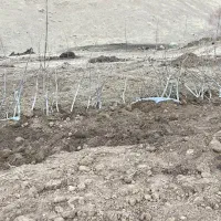 نهال گردو|گل و گیاه طبیعی|مهاباد (آذربایجان غربی), |دیوار