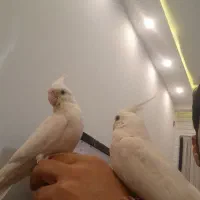 عروس هلندی سخن گو دستی سه ماهه