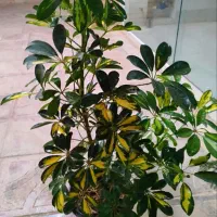 گل و گیاه|گل و گیاه طبیعی|دهدشت, |دیوار