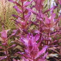 گیاهان پلنتی و شیریمپ