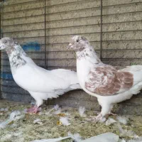 ستا قاره یک جفت کله دار گرگی|پرنده|هشتگرد, شهرک ریحانه|دیوار