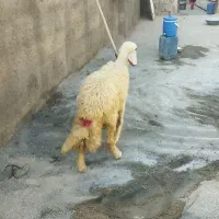 کاور ماده سنجابی اصیل از گله شناخته شده