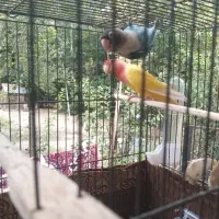 طوطی برزیلی