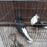 پرنده|پرنده|شوشتر, |دیوار