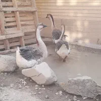 قوغاز و اردک درشت