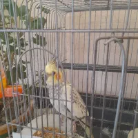 فروش|پرنده|جوکار, |دیوار