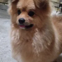 سگ پامرانین پوزه روباهی|سگ|شازند, |دیوار