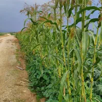 جارو|لوازم نظافت|اندیمشک, |دیوار