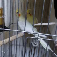 عروس هلندی مولد|پرنده|پیشوا, |دیوار