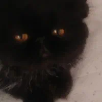 واگذاری گربه بانمک ودوستداشتنی برتیش