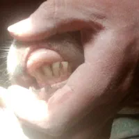 بره با کوسفند